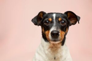 How to Create a Calming Crate Environment for Anxious Dogs